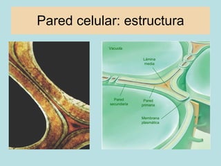 Pared celular: estructura Vacuola Lámina media Pared secundaria Pared primaria Membrana plasmática 
