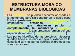 ESTRUCTURA MOSAICO  MEMBRANAS BIOLÓGICAS <ul><li>Las  proteínas  se pueden encontrar adosadas a la membrana pero sin penet...