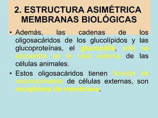 2. ESTRUCTURA ASIMÉTRICA  MEMBRANAS BIOLÓGICAS <ul><li>Además, las cadenas de los oligosacáridos de los glucolípidos y las...