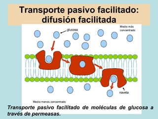 Transporte pasivo facilitado: difusión facilitada Transporte pasivo facilitado de moléculas de glucosa a través de permeas...