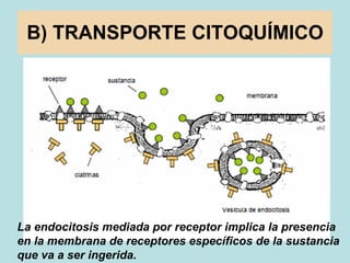 B) TRANSPORTE CITOQUÍMICO La endocitosis mediada por receptor implica la presencia en la membrana de receptores específico...