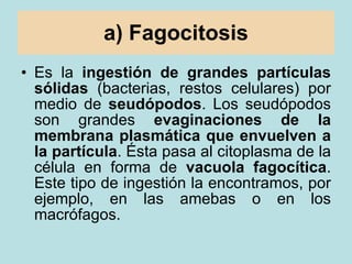 a) Fagocitosis <ul><li>Es la  ingestión de grandes partículas sólidas  (bacterias, restos celulares) por medio de  seudópo...