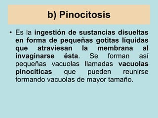 b) Pinocitosis <ul><li>Es la  ingestión de sustancias disueltas en forma de pequeñas gotitas líquidas que atraviesan la me...