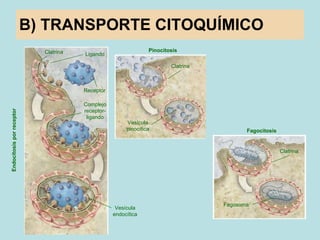 B) TRANSPORTE CITOQUÍMICO Endocitosis por receptor Pinocitosis Fagocitosis Clatrina Receptor Ligando Complejo receptor-lig...