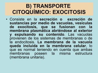 B) TRANSPORTE  CITOQUÍMICO: EXOCITOSIS <ul><li>Consiste en la  secreción o  excreción de sustancias por medio de vacuolas,...
