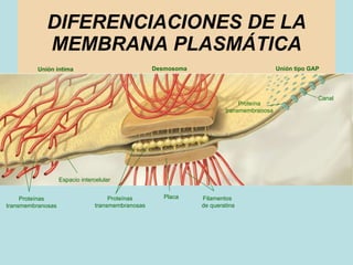DIFERENCIACIONES DE LA MEMBRANA PLASMÁTICA Desmosoma Unión tipo GAP Canal Proteína transmembranosa Filamentos  de queratin...