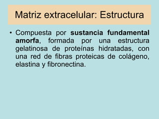 Matriz extracelular: Estructura <ul><li>Compuesta por  sustancia fundamental amorfa , formada por una estructura gelatinos...