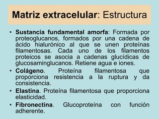 Matriz extracelular : Estructura <ul><li>Sustancia fundamental amorfa : Formada por proteoglucanos, formados por una caden...