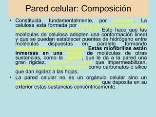 Pared celular: Composición <ul><li>Constituida, fundamentalmente, por  celulosa . La celulosa está formada por  moléculas ...