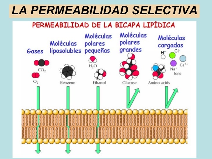 Tema 5 componentes de la célula eucariótica envolturas celulares