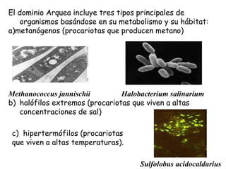 El dominio Arquea incluye tres tipos principales de
organismos basándose en su metabolismo y su hábitat:
a)metanógenos (procariotas que producen metano)
Methanococcus jannischii Halobacterium salinarium
b) halófilos extremos (procariotas que viven a altas
concentraciones de sal)
c) hipertermófilos (procariotas
que viven a altas temperaturas).
Sulfolobus acidocaldarius
 