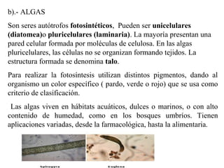 b).- ALGAS
Son seres autótrofos fotosintéticos, Pueden ser unicelulares
(diatomea)o pluricelulares (laminaria). La mayoría presentan una
pared celular formada por moléculas de celulosa. En las algas
pluricelulares, las células no se organizan formando tejidos. La
estructura formada se denomina talo.
Para realizar la fotosíntesis utilizan distintos pigmentos, dando al
organismo un color específico ( pardo, verde o rojo) que se usa como
criterio de clasificación.
Las algas viven en hábitats acuáticos, dulces o marinos, o con alto
contenido de humedad, como en los bosques umbríos. Tienen
aplicaciones variadas, desde la farmacológica, hasta la alimentaria.
 