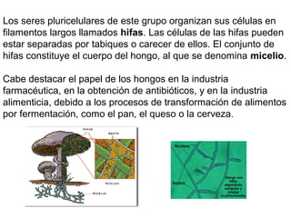 Los seres pluricelulares de este grupo organizan sus células en
filamentos largos llamados hifas. Las células de las hifas pueden
estar separadas por tabiques o carecer de ellos. El conjunto de
hifas constituye el cuerpo del hongo, al que se denomina micelio.
Cabe destacar el papel de los hongos en la industria
farmacéutica, en la obtención de antibióticos, y en la industria
alimenticia, debido a los procesos de transformación de alimentos
por fermentación, como el pan, el queso o la cerveza.
 