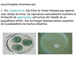 Las principales divisiones son:
1.- Div. Zigomicetos: Sus hifas no tienen tabiques que separen
unas células de otras. Se reproducen asexualmente mediante la
formación de esporangios, estructura del tamaño de un
pequeñísimo alfiler. Son los hongos llamados mohos causantes
de la podedumbre de muchos alimentos.
 