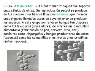 2.-Div. Ascomicetos: Sus hifas tienen tabiques que separan
unas células de otras. Su reproducción sexual se produce
en los cuerpos fructíferos llamados ascomas, que forman
unos órganos llamados ascas en cuyo interior se producen
las esporas. A este grupo pertenecen hongos tan dispares
como las levaduras (unicelulares) de interés en la industria
alimentaria (fabricación de pan, cerveza, vino, etc.),
parásitos como Aspergillus y hongos productores de setas
(ascomas) como las colmenillas o las trufas y las criadillas
(setas hipogeas).
 