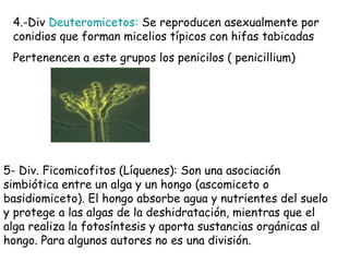 4.-Div Deuteromicetos: Se reproducen asexualmente por
conidios que forman micelios típicos con hifas tabicadas
Pertenencen a este grupos los penicilos ( penicillium)
5- Div. Ficomicofitos (Líquenes): Son una asociación
simbiótica entre un alga y un hongo (ascomiceto o
basidiomiceto). El hongo absorbe agua y nutrientes del suelo
y protege a las algas de la deshidratación, mientras que el
alga realiza la fotosíntesis y aporta sustancias orgánicas al
hongo. Para algunos autores no es una división.
 