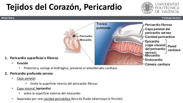 El Corazon