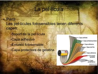 La pel·lícula
● Parts
Les pel·lícules fotosensibles tenen diferents
capes:
-Suport de la pel·lícula
-Capa adhesiva
-Emulsió fotosensible
-Capa protectora de gelatina
 