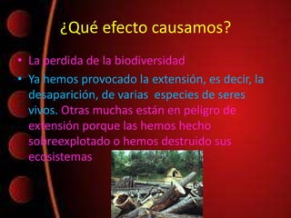 ¿Qué efecto causamos?
• La perdida de la biodiversidad
• Ya hemos provocado la extensión, es decir, la
desaparición, de varias especies de seres
vivos. Otras muchas están en peligro de
extensión porque las hemos hecho
sobreexplotado o hemos destruido sus
ecosistemas
 