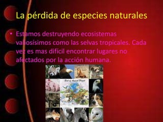 La pérdida de especies naturales
• Estamos destruyendo ecosistemas
valiosísimos como las selvas tropicales. Cada
vez es mas difícil encontrar lugares no
afectados por la acción humana.
 