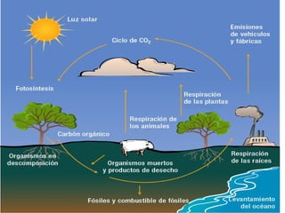 E.  Química : Composición-descomposición de sustancias. 