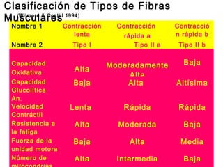 Clasificación de Tipos de Fibras
(Wilmore & Costill 1994)
Musculares
Nombre 1
Nombre 2
Capacidad
Oxidativa
Capacidad
Glucolítica
An.
Velocidad
Contráctil
Resistencia a
la fatiga
Fuerza de la
unidad motora
Número de

Contracción
lenta
Tipo I

Contracción

rápida a
Tipo II a

Contracció
n rápida b
Tipo II b

Baja

Baja

Moderadamente
Alta
Alta

Altísima

Lenta

Rápida

Rápida

Alta

Moderada

Baja

Baja

Alta

Media

Alta

Intermedia

Baja

Alta

 