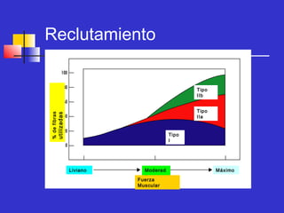 Reclutamiento
Tipo
IIb

utilizadas

% de fibras

Tipo
IIa
Tipo
I

Liviano

Moderad
o
Fuerza
Muscular

Máximo

 