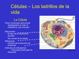 Células – Los ladrillos de la
vida
La Célula

Tiene numerosas estructuras
desplegadas en todo el
citoplasma, que incluyen:

Mitocondria
El sitio de la respiración
aerobia.
“las usinas de la célula”
Ribosomas
Centros de producción de
proteínas
Gránulos de Glicógenos
- Pequeñas partículas de
alimentos

Marieb 1992

 