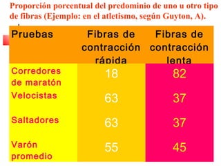 Proporción porcentual del predominio de uno u otro tipo
de fibras (Ejemplo: en el atletismo, según Guyton, A).

Pruebas

Fibras de
Fibras de
contracción contracción
rápida
lenta

18

82

Velocistas

63

37

Saltadores

63

37

Varón
promedio

55

45

Corredores
de maratón

 