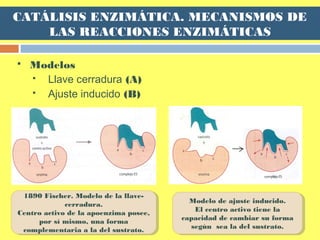  Modelos
 Llave cerradura (A)
 Ajuste inducido (B)
1890 Fischer. Modelo de la llave-
cerradura.
Centro activo de la apoenzima posee,
por sí mismo, una forma
complementaria a la del sustrato.
1890 Fischer. Modelo de la llave-
cerradura.
Centro activo de la apoenzima posee,
por sí mismo, una forma
complementaria a la del sustrato.
Modelo de ajuste inducido.
El centro activo tiene la
capacidad de cambiar su forma
según sea la del sustrato.
Modelo de ajuste inducido.
El centro activo tiene la
capacidad de cambiar su forma
según sea la del sustrato.
CATÁLISIS ENZIMÁTICA. MECANISMOS DE
LAS REACCIONES ENZIMÁTICAS
 