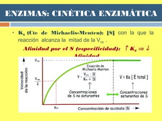  KM (Cte de Michaelis-Menten): [S] con la que la
reacción alcanza la mitad de la Vmáx .
Afinidad por el S (especificidad): ↑ KM ⇒ ↓
Afinidad
ENZIMAS: CINÉTICA ENZIMÁTICA
 