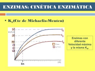 ENZIMAS: CINÉTICA ENZIMÁTICA
 KM (Cte de Michaelis-Menten)
Enzimas con
diferente
Velocidad máxima
y la misma KM.
 