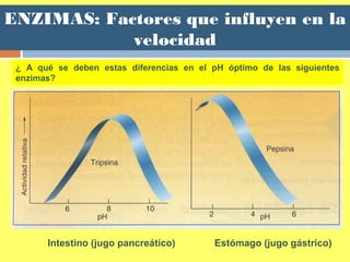 ENZIMAS: Factores que influyen en la
velocidad
Intestino (jugo pancreático) Estómago (jugo gástrico)
¿ A qué se deben estas diferencias en el pH óptimo de las siguientes
enzimas?
 