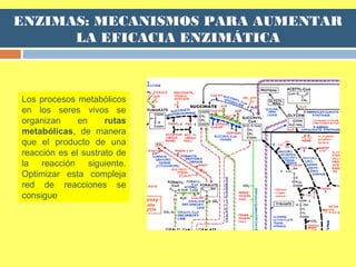 ENZIMAS: MECANISMOS PARA AUMENTAR
LA EFICACIA ENZIMÁTICA
Los procesos metabólicos
en los seres vivos se
organizan en rutas
metabólicas, de manera
que el producto de una
reacción es el sustrato de
la reacción siguiente.
Optimizar esta compleja
red de reacciones se
consigue
 