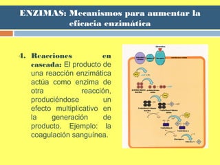 ENZIMAS: Mecanismos para aumentar la
eficacia enzimática
4. Reacciones en
cascada: El producto de
una reacción enzimática
actúa como enzima de
otra reacción,
produciéndose un
efecto multiplicativo en
la generación de
producto. Ejemplo: la
coagulación sanguínea.
 