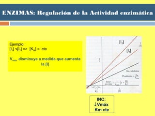 ENZIMAS: Regulación de la Actividad enzimática
Ejemplo:
[I1] <[I2] => [KM] = cte
Vmáx disminuye a medida que aumenta
la [I]
INC:
↓Vmáx
Km cte
[I2]
[I1]
 