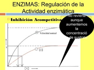 ENZIMAS: Regulación de la
Actividad enzimática
 Inhibición Acompetitiva: ¿Por qué es
irreversible?
No revierte
aunque
aumentemos
la
concentració
n de sustrato
 
