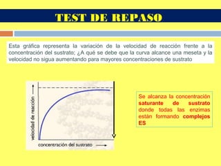 Esta gráfica representa la variación de la velocidad de reacción frente a la
concentración del sustrato; ¿A qué se debe que la curva alcance una meseta y la
velocidad no sigua aumentando para mayores concentraciones de sustrato
Se alcanza la concentración
saturante de sustrato
donde todas las enzimas
están formando complejos
ES
TEST DE REPASO
 