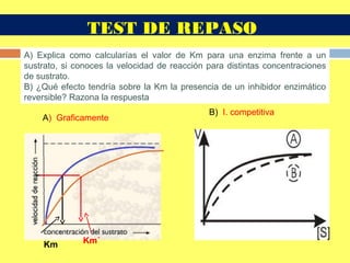 A) Explica como calcularías el valor de Km para una enzima frente a un
sustrato, si conoces la velocidad de reacción para distintas concentraciones
de sustrato.
B) ¿Qué efecto tendría sobre la Km la presencia de un inhibidor enzimático
reversible? Razona la respuesta
A) Graficamente
B) I. competitiva
Km Km´
TEST DE REPASO
 