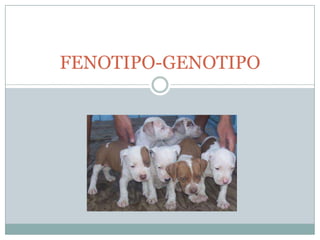 FENOTIPO-GENOTIPO
 