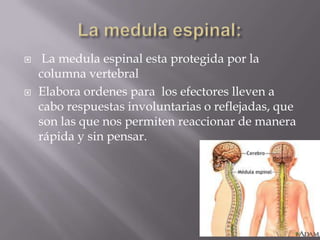 La medula espinal: La medula espinal esta protegida por la columna vertebral Elabora ordenes para  los efectores lleven a cabo respuestas involuntarias o reflejadas, que son las que nos permiten reaccionar de manera rápida y sin pensar.