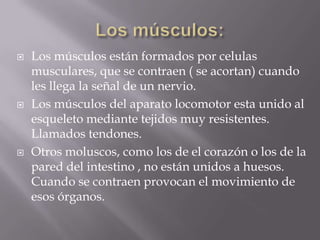 Los músculos:Los músculos están formados por celulas musculares, que se contraen ( se acortan) cuando les llega la señal de un nervio.Los músculos del aparato locomotor esta unido al esqueleto mediante tejidos muy resistentes. Llamados tendones.Otros moluscos, como los de el corazón o los de la pared del intestino , no están unidos a huesos. Cuando se contraen provocan el movimiento de esos órganos.