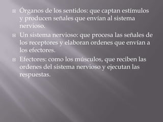 Órganos de los sentidos: que captan estímulos y producen señales que envían al sistema nervioso.Un sistema nervioso: que procesa las señales de los receptores y elaboran ordenes que envían a los efectores.Efectores: como los músculos, que reciben las ordenes del sistema nervioso y ejecutan las respuestas. 