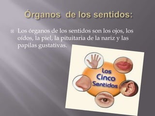 Órganos  de los sentidos:Los órganos de los sentidos son los ojos, los oídos, la piel, la pituitaria de la nariz y las papilas gustativas.