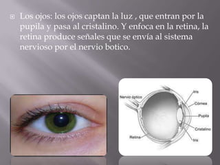 Los ojos: los ojos captan la luz , que entran por la pupila y pasa al cristalino. Y enfoca en la retina, la retina produce señales que se envía al sistema nervioso por el nervio botico.