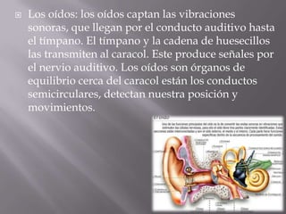 Los oídos: los oídos captan las vibraciones sonoras, que llegan por el conducto auditivo hasta el tímpano. El tímpano y la cadena de huesecillos las transmiten al caracol. Este produce señales por el nervio auditivo. Los oídos son órganos de equilibrio cerca del caracol están los conductos semicirculares, detectan nuestra posición y movimientos.
