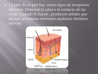 La piel: En la piel hay varios tipos de receptores del tacto. Detectan el calor o el contacto de las cosas. Cuando lo hacen , producen señales que envían  al sistema nerviosos mediante distintos nervios.
