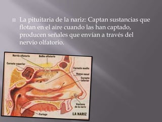La pituitaria de la nariz: Captan sustancias que flotan en el aire cuando las han captado, producen señales que envían a través del nervio olfatorio.