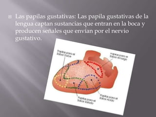 Las papilas gustativas: Las papila gustativas de la lengua captan sustancias que entran en la boca y producen señales que envían por el nervio gustativo. 