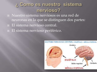 ¿ Como es nuestro  sistema nervioso? Nuestro sistema nerviosos es una red de neuronas en la que se distinguen dos partes:El sistema nervioso central. El sistema nervioso periférico.